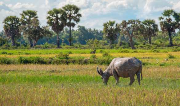 Countryside Life and Dining