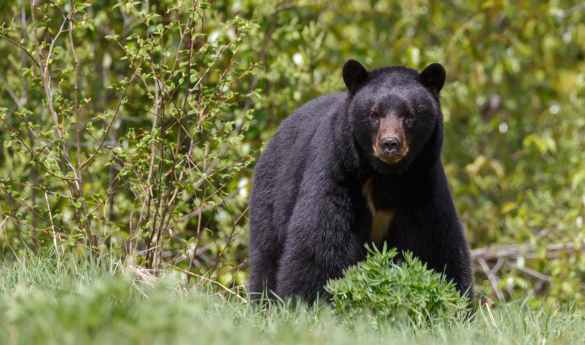 Coastal Bear Watch from Tofino