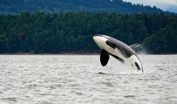 Vancouver Whale Watching