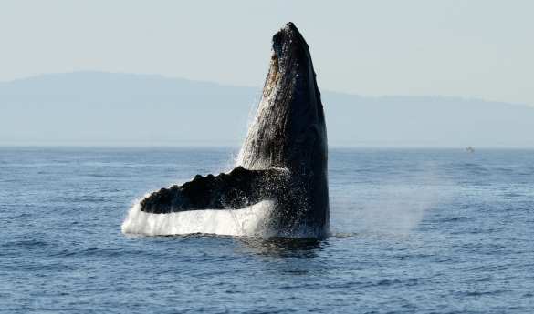 Whale Watching in Tofino