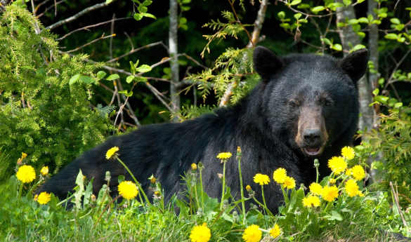 Whistler Bear Viewing Tour