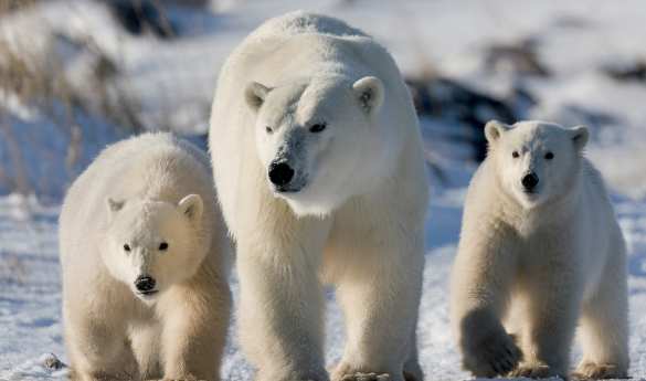 Great Ice Bear Adventure