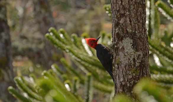 Birding at Vira Vira