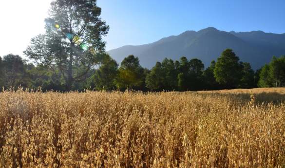 Farm Activities at Vira Vira