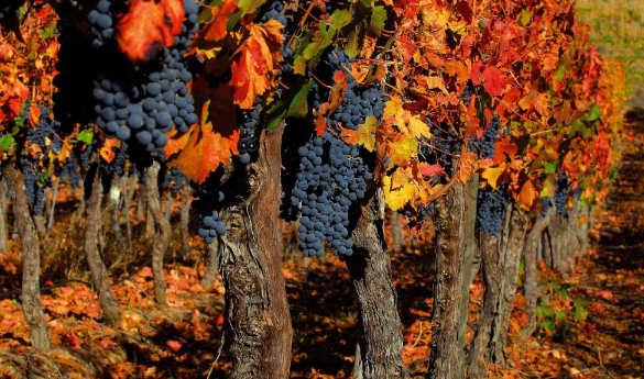 Included Activities at Vik Chile