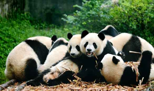 Full Day Tour of Chengdu and Panda Experience