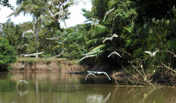 Full Day Caño Negro Wildlife Experience By Boat, canoe or kayak