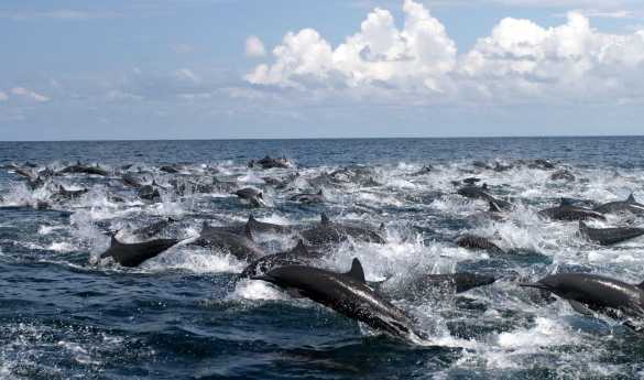 Golfo Dulce Dolphin Tour