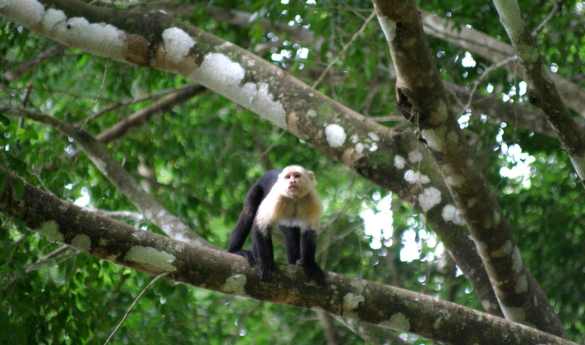 Manuel Antonio National Park