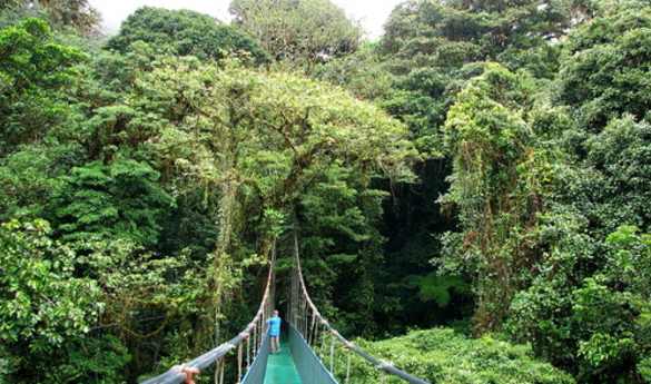 Natural History Walk in Arenal Hanging Bridges