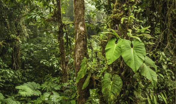 Santa Elena Reserve Tour