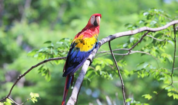 Wild Costa Rica and Ecuador