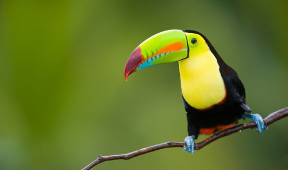 Wild Costa Rica