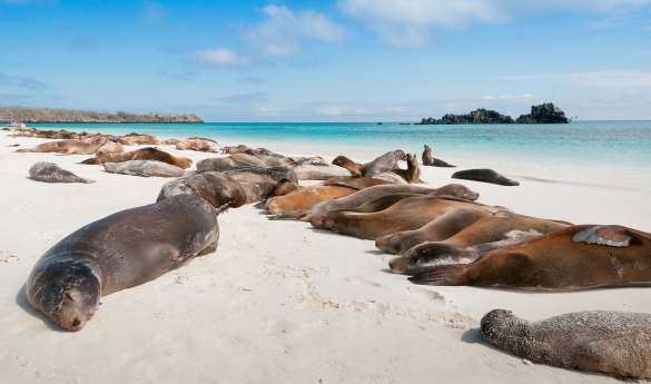 Family Fun in Galapagos & Ecuador