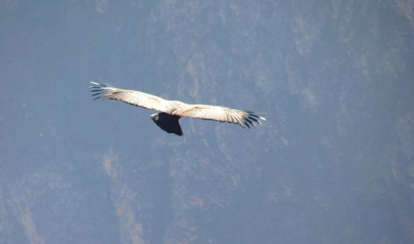 Birding at Hacienda Zuleta