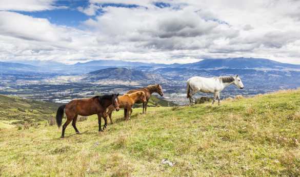 Horse riding at Hacienda Zuleta