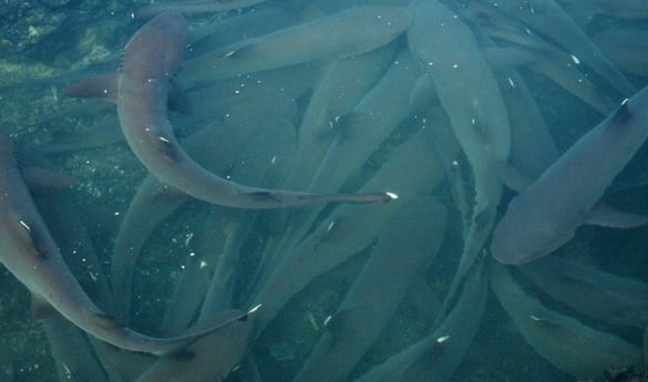 Las Tintoreras Snorkelling Tour