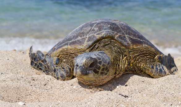 Galapagos & Ecuador with Kids