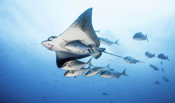 Galapagos & Ecuador Highlights