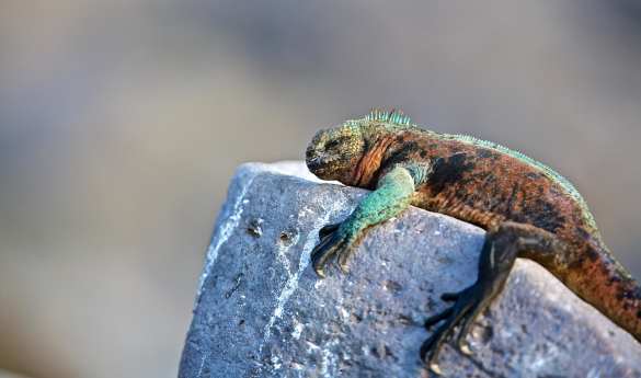 Family Fun in Galapagos & Ecuador