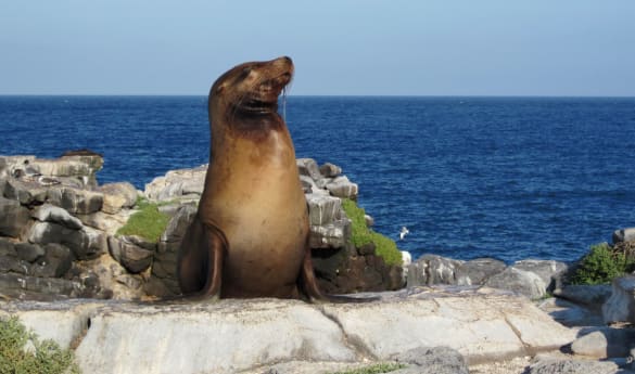 Galapagos Island Hopping