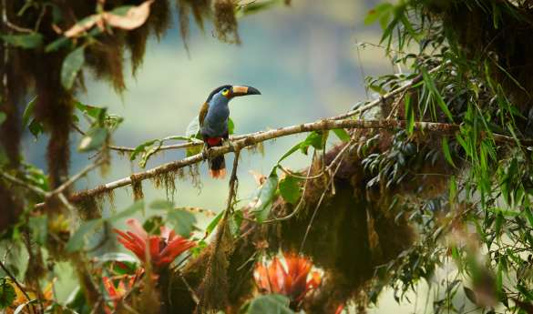 Epic Galapagos & Ecuador