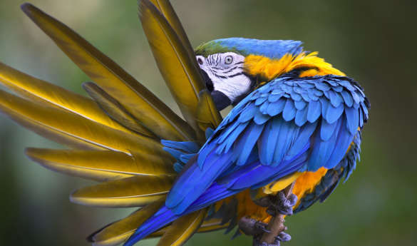 Wild Galapagos & Ecuador