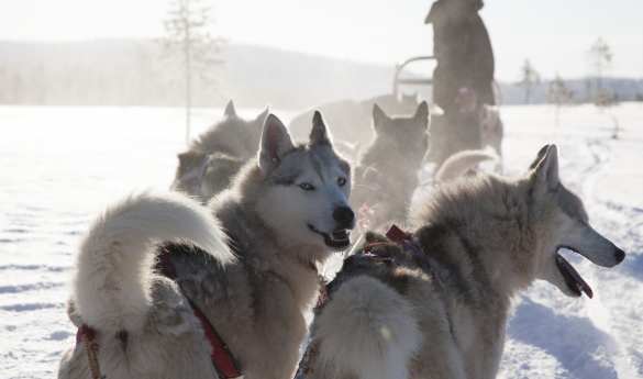 Husky dog sledding