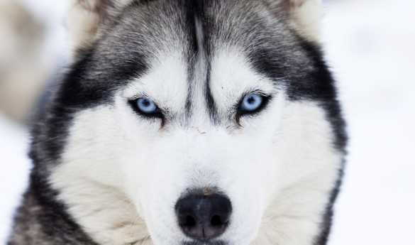 Husky safari at Beana Laponia