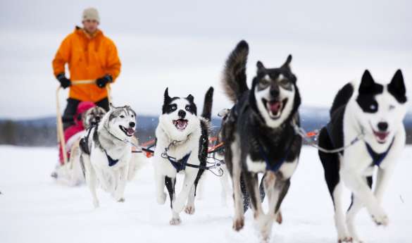 Husky Safari