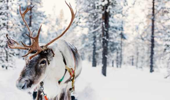 Reindeer farm with reindeer safari