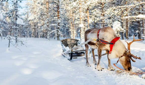 Reindeer safari at Beana Laponia