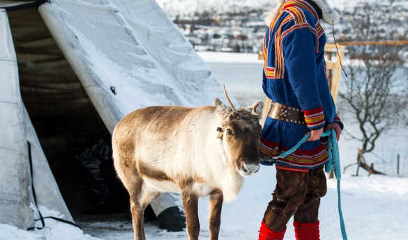 Visit a reindeer farm
