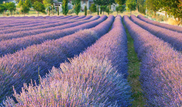 Classic Paris, Provence & the French Riviera