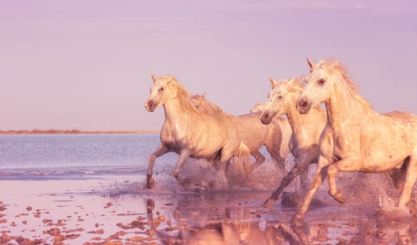 Wild Encounters: Southern France