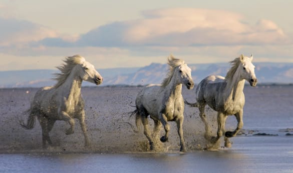 Wild Encounters: Southern France