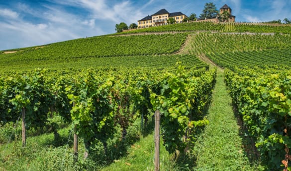 Visit Schloss Johannisberg and Wine Tasting