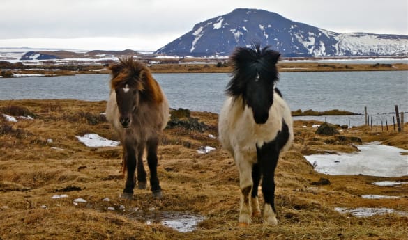 Horse Riding by Lake Mývatn