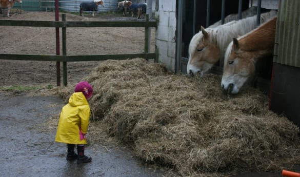 Private Reykjadalur Horseback & Stable Experience