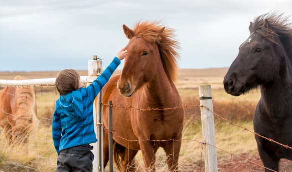 Private Icelandic Farmstead & Food Experience