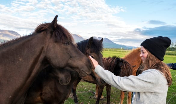 Private Reykjadalur Horseback & Stable Experience
