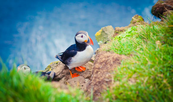 Puffin Tour