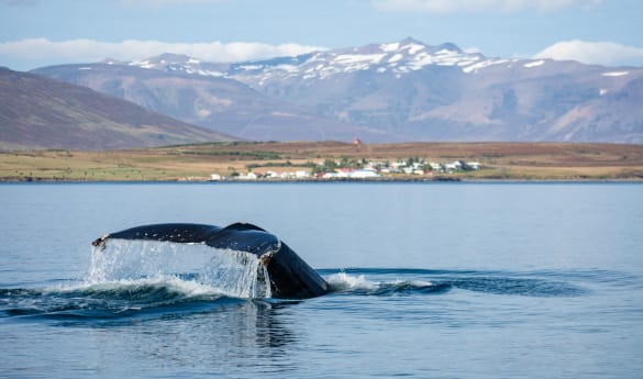 Whale watching from Snaefellsnes