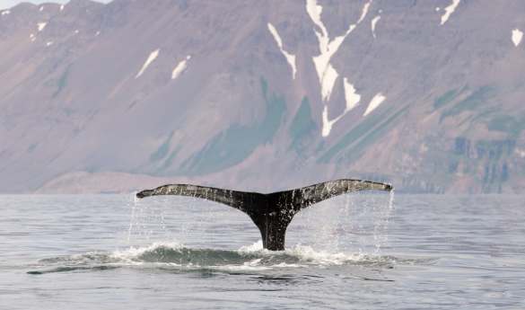 Whale watching in Eyjafjordur