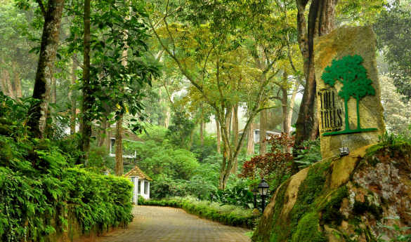 The Tall Trees Munnar