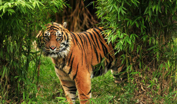 Game Drives in Bandhavgarh