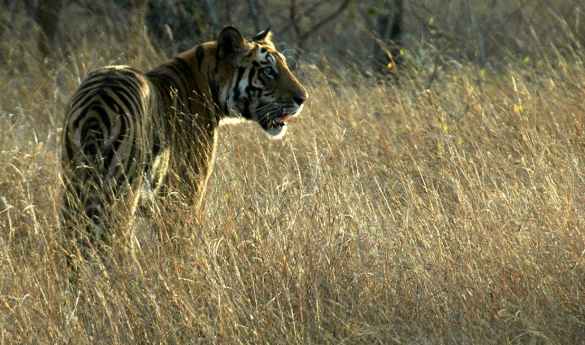 Game Drives in Kanha