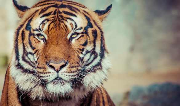 Game Drives in Pench