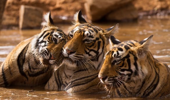 Beyond the Ordinary: India Unveiled