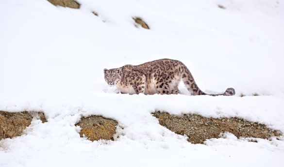 Epic India: Spotting Snow Leopards